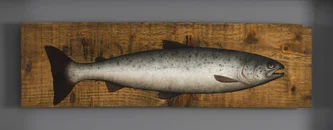 Scottish Artist DONALD PROVAN - Spring Salmon